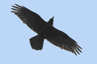 Corvus corax